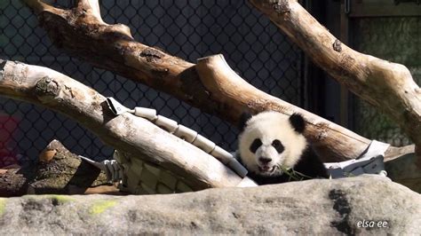 Toronto Zoo Panda Cub Falls N Rolls Youtube