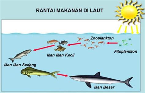 Jul 02, 2021 · di daerah dingin, suhu air laut merata sehingga air dapat bercampur, maka daerah permukaan laut tetap subur dan banyak plankton serta ikan.gerakan air dari pantai ke tengah menyebabkan air bagian atas turun ke bawah dan sebaliknya, sehingga memungkinkan terbentuknya rantai makanan yang berlangsung baik. 17 Contoh Rantai Makanan Di Laut Beserta Gambarnya