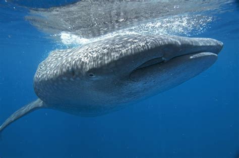Gulfs are formed as a result of plate tectonics and are usually larger and more deeply indented than the bays. Whale sharks in Gulf of Mexico swim near the surface, take ...