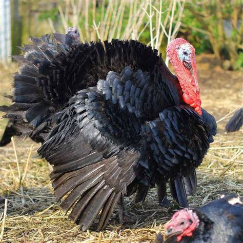 Peeles Norfolk Black Turkeys Visit East Of England