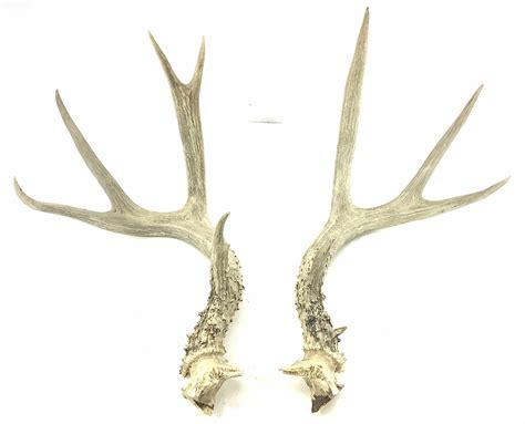 Lot Pair Of Atypical Antlers Taxidermy