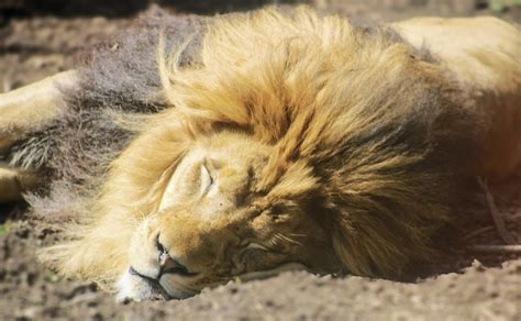 Apr 2022 Plains African Lion Zoochat