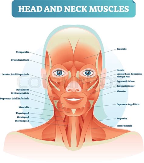 They consist of 3 main groups of muscles: Head and neck muscles labeled ... | Stock Vector | Colourbox