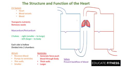 The Structure And Function Of The Heart Educate Fitness