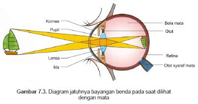 Temukan tentang standar penglihatan sempurna dan kemungkinan untuk mendapatkan hanya cahaya yang difokuskan pada bagian retina pusat yang sangat kecil dan sangat peka (disebut makula)yang memengaruhi pengukuran ketajaman. Sistem Alat Indera Mata, Telinga, Hidung, Lidah, dan Kulit ...