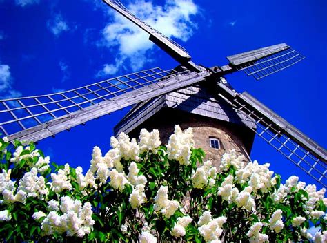 1920x1080px 1080p Free Download Windmill In Spring Lilac Pretty
