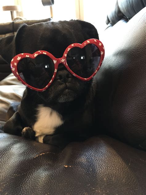 Pin By Lucy The Luv Pug On Pugs Adorable Heart Sunglass Cute