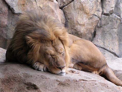 100 Pictures Of Lions Sleeping Hunting Roaring With Cubs And More