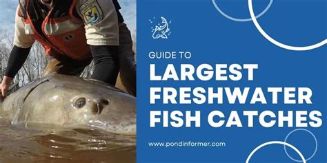 7 Largest Freshwater Fish Catches In North America Pond Informer