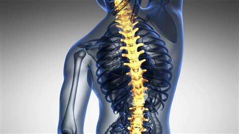 Freecopyright Backbone Backache Science Anatomy Scan Of Human Spine