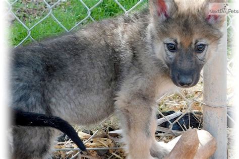 Ahote Wolf Hybrid Puppy For Sale Near Las Vegas Nevada 1540bf1a F001