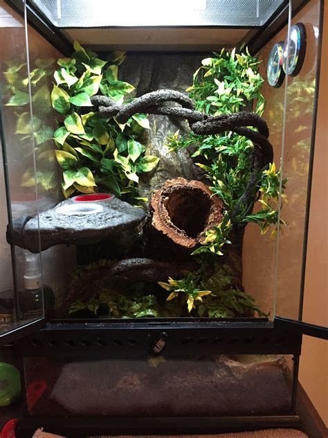 My Sons 12th Birthday Present Is A Crested Gecko This Is His 12x12x18