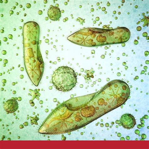 Intestinal parasites exhibit different signs. Worms In Cats: Intestinal Parasitic Infection - PetlifeUK™