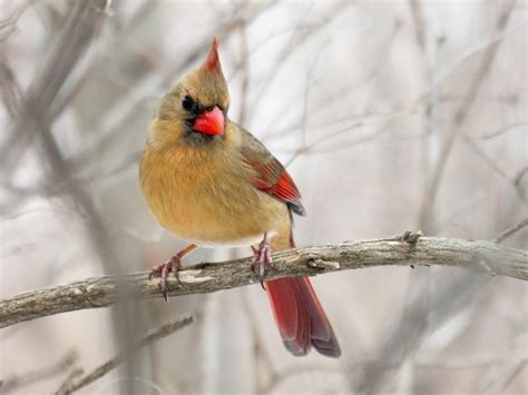 Photos And Videos For Northern Cardinal All About Birds Cornell Lab