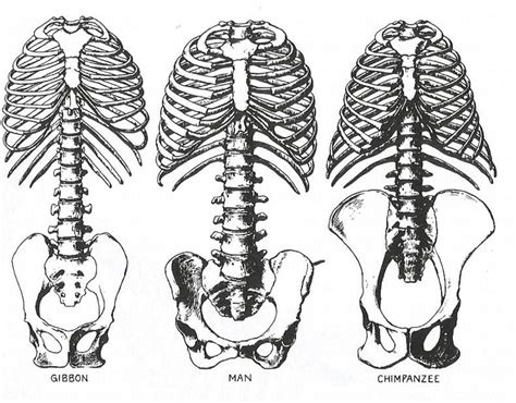 On a muscular person when the muscles stretch, we see. spine-and-pelvis-in-gibbons-chimps-and-humans.jpg (994×776) | Bone drawing, Drawings, Human bones