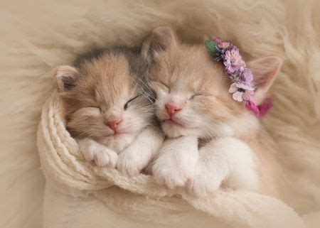 1 hour and 27 minutes. Sleeping beauties - couple, sleep, cat, pisica, pink ...