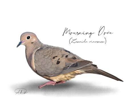 Mourning Dove Art By Amelia Pruiett