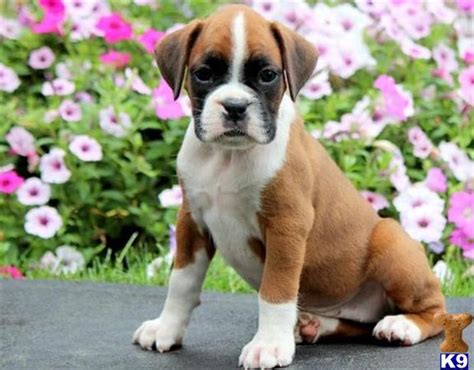 Boxer puppy in a martini art print 5x7 signed by artist ksams vintage style dogs. Boxer Puppies Available For Sale Now 89576