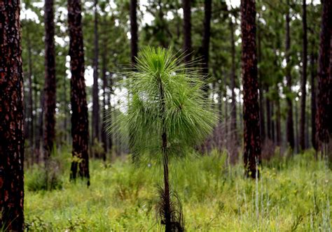 Conservation Efforts Helping Longleaf Pine Rebound In E Texas