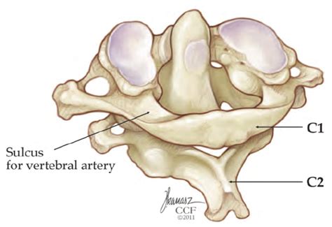 Articulacion Occipital Atlas