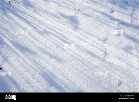 Parallel Shadow Lines On White Snow Background Sunny Winter Day In A
