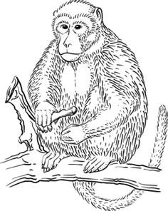 Realistic monkey coloring pages are a fun way for kids of all ages to develop creativity, focus, motor skills and color recognition. Wild Animals Coloring Pages on Pinterest | Coloring Pages ...