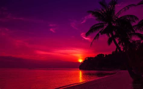 100 Pink Beach Sunset Wallpaper