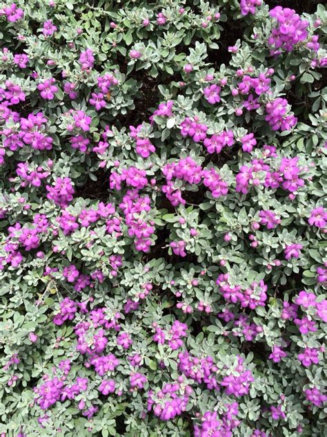 The flowers are great for attracting butterflies, and since these small plants can range from two to four feet in height, they make an excellent ground cover. Texas flowering sage bush | Sage bush, Flowers, Plants