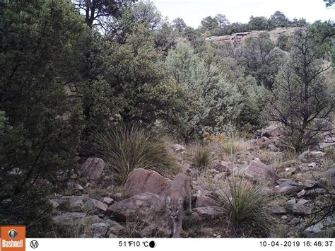 Try To Spot The Mountain Lion In This Unnerving Wildlife Cam Picture Cnet
