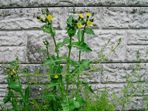 Here's a list of plants that might help you its fruits look like berries but are also very toxic. Thistles and Thistle -like Flowers a Sequel to Daisy like ...