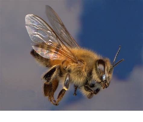 Africanized Honey Bee Deadliest Insects