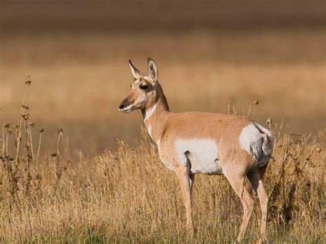 Yet there are so many species to celebrate. African Animals For Kids | List of 8 African Animals