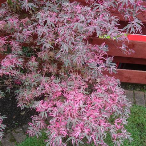 Acer Palmatum Butterfly Japanese Maple Butterfly Uploaded By