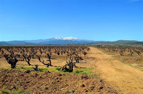 Grapes Plains And Mountains France Photograph By Jean Louis Teisseire