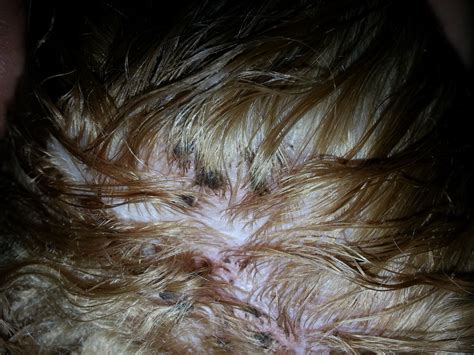My Dog Has Dark Brownred Crusty Scab Like Bumps On One Side Of His