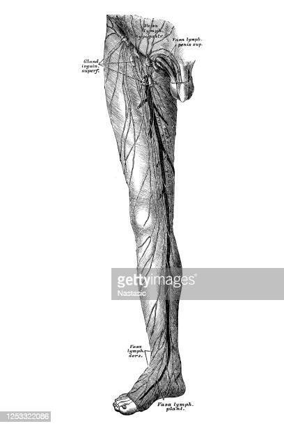 Lymphatic System Vintage Photos And Premium High Res Pictures Getty