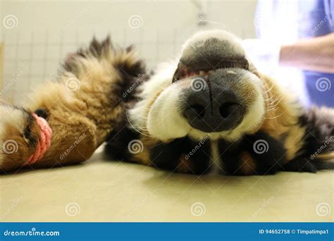 Puppy Of Dog With Umbilical Hernia Royalty Free Stock Image