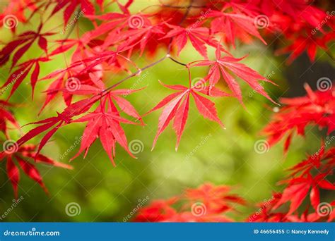 Red Japanese Maple Stock Image Image Of Leaves Japanese 46656455