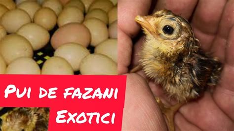 Pui de fazan scoși la incubator Baby pheasants YouTube