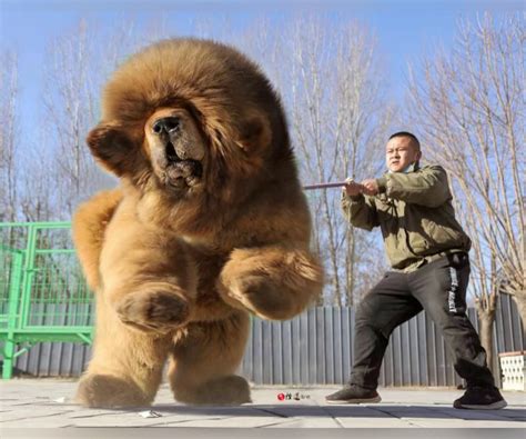 Tibetan Mastiff ทิเบตันแมสติฟฟ์ Tibetan Mastiff Dog Huge Dogs Pet Dogs