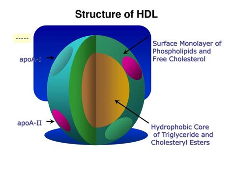 Ppt Hdl Cholesterol Powerpoint Presentation Free Download Id72731