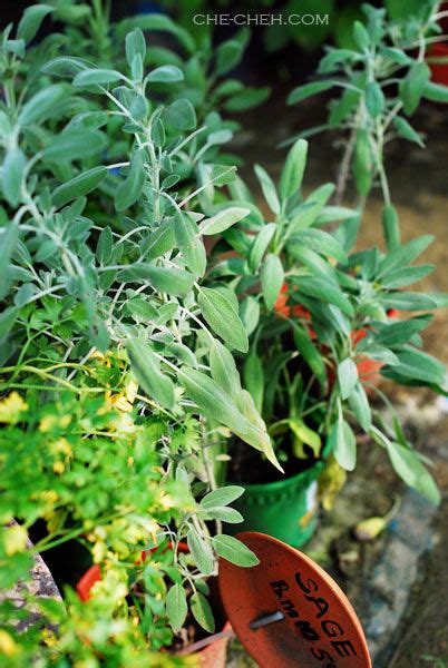 Sage herb (salvia officinalis) is perennial plants, which actually originate from the mediterranean region. Buying Herbs @ Sungai Buloh - Che-Cheh