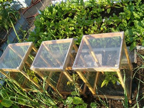 If your budget is low but you need a greenhouse for your plants then this is a good option for you as it. Mini portable "greenhouses"--it says they're less than six ...