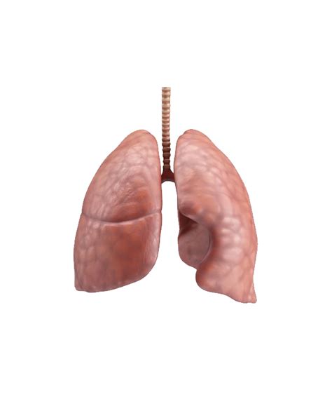 Lungs Png Images Transparent Background Png Play