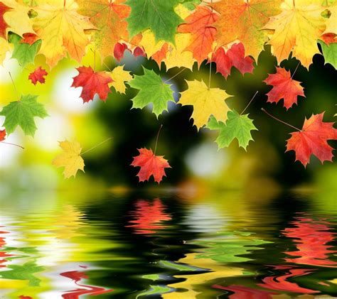 Compared to floral prints, leaf prints offer a calmer color scheme that enhances the feel of the room instead of pulling a person's attention to the. Download Maple Leaf Wallpaper Gallery