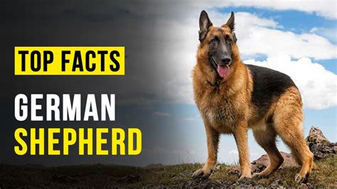 Top Facts Of German Shepherd German Shepherd Facts Youtube