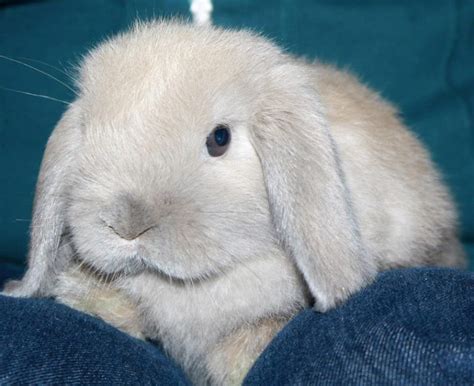 Holland Lop Rabbit Vet Reviewed Facts Traits And Care With Pictures