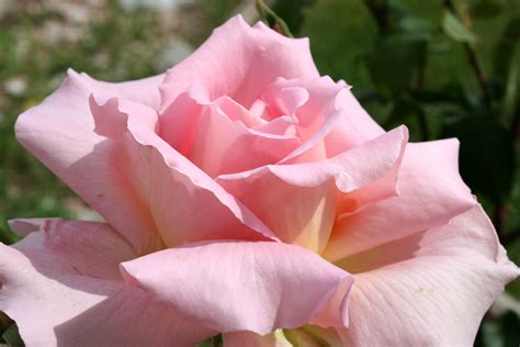 Pink Rose Close Up Picture Free Photograph Photos