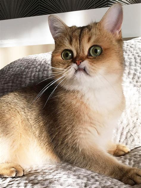 The anatomy of the domestic cat is similar to that of other members of the genus felis. There's an Online Community "Teefies" Made To Enjoy ...
