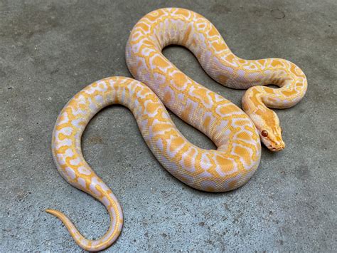 Albino Burmese Python By Pets A Plenty The Ultimate Reptile Shop